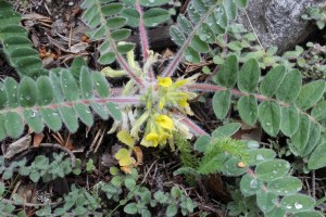 astragalus exscapus (1200 x 800)